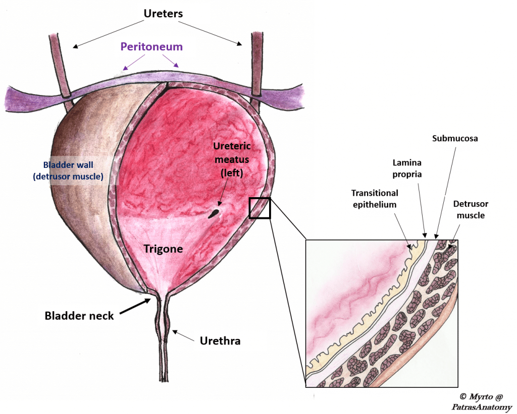 Bladder Cancer