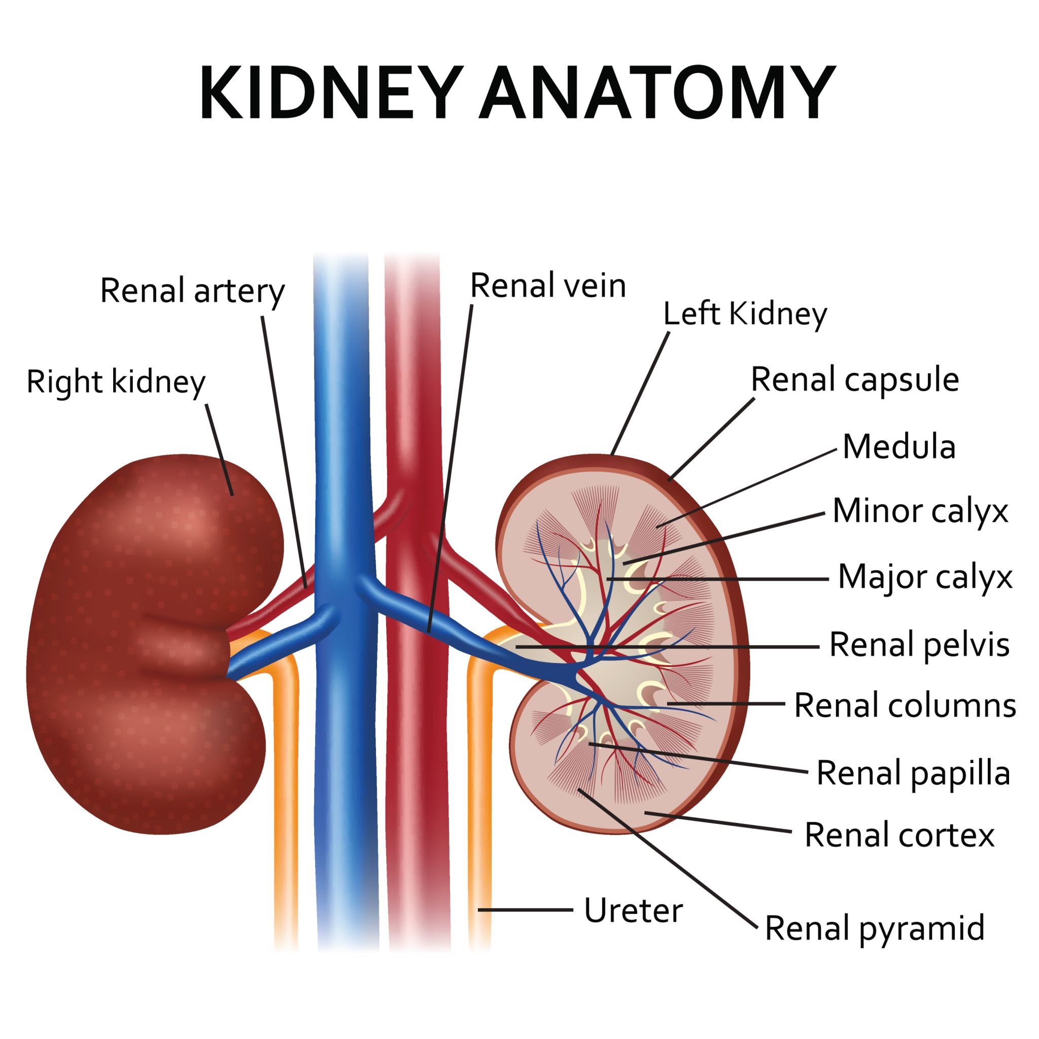 Kidney Cancer scan
